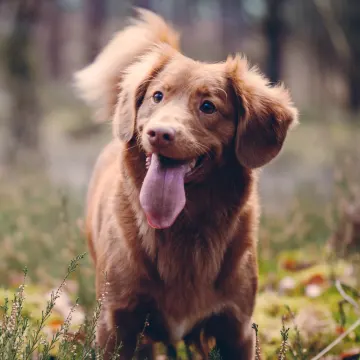 Dog standing in a field with its tongue out